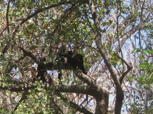03.17.16G Santa Rosa NP