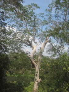 03.18.16M Rio Tiempistre