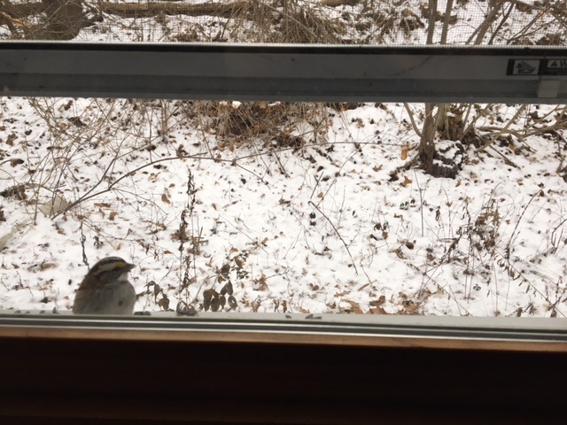 white-throated-sparrow-at-window-sill