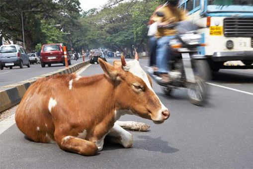 Cow in india in road.