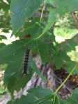 gypsy moth caterpillar