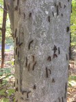 gypsy moth trunk