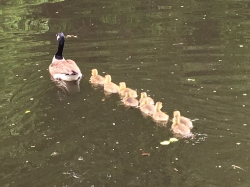 Windsor Locks Canal goose family