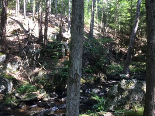 Kettletown hemlock ravine.jpg