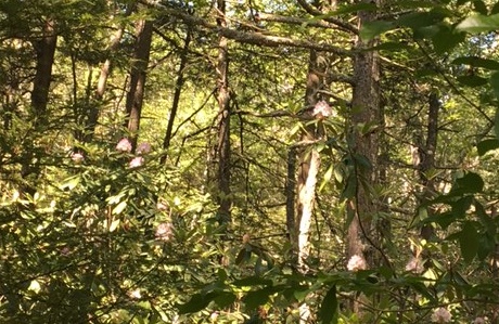 Pachaug Rhodies 07.10.17