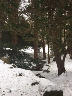 Elizabeth Park creek