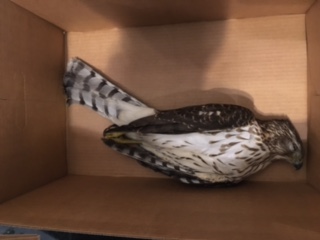 Hartford Gold building Coopers Hawk