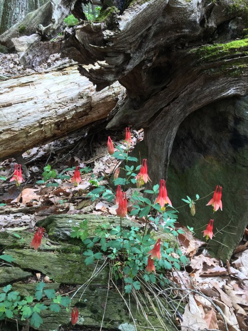 Housatonic Meadows 2