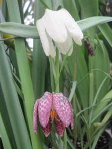 Smith College Bulb Show 001