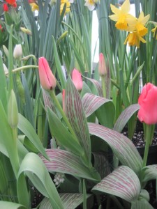 Smith College Bulb Show 004