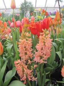 Smith College Bulb Show 005