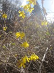 Fall Flowering Forsythia 002